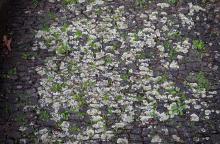 Old cobblestones with lichen