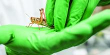 locust in researcher's hand