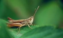 Desert locust sitting on a leaf