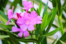 Oleander Nerium plant