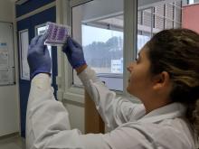 A researcher analyzes the action of the novel molecule against multidrug-resistant bacteria.