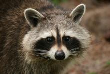 raccoon