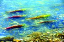 Coho Salmon swimming upstream