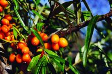 Sea buckthorn berries, Lithuania