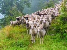 Flock of sheep on a farm