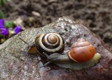 a pair of garden snails on a rock