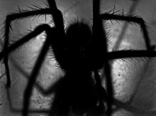 black and white silhouette of spider