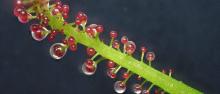 A carnivorous leaf of Triphyophyllum peltatum with glands excreting a sticky liquid to capture insect prey