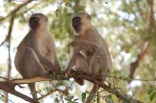 Vervet monkeys on a tree branch