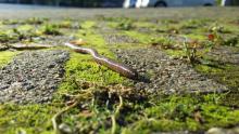 An earthworm