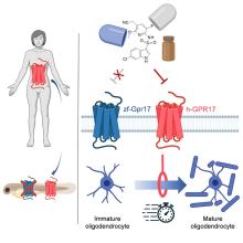 Illustration of human gene replacement in zebrafish