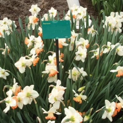 Daffodils - Beautiful but Potentially Toxic