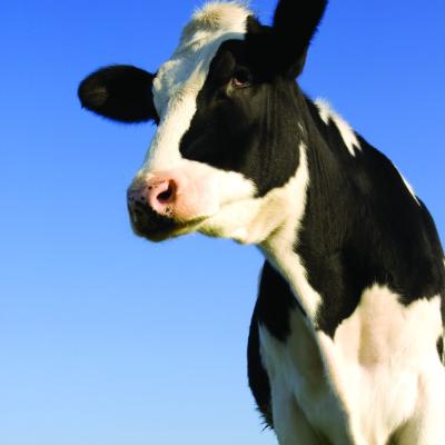 Have you heard the one about the cow in the doctor’s office? | MDedge ...