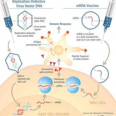 Understanding messenger RNA and other SARS-CoV-2 vaccines | MDedge