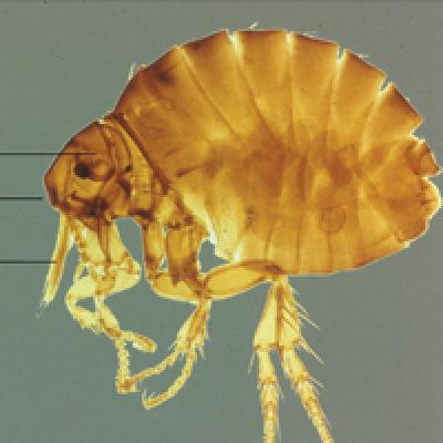 Can You Squish A Tick To Death What S Eating You Sticktight Flea Revisited Mdedge Dermatology