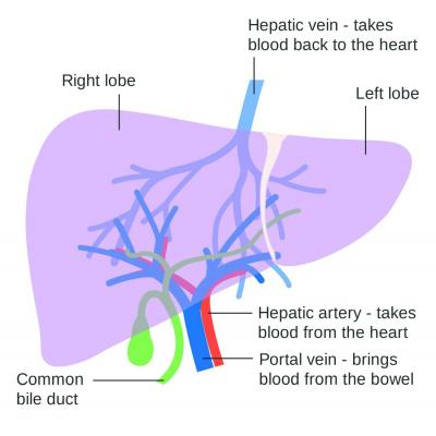 Lowering portal pressure boosts cirrhosis outcomes | MDedge Internal ...