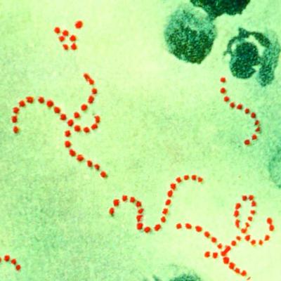 New genotype of S. pyrogenes found in rise of scarlet fever in U.K ...