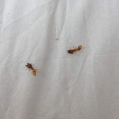 ants eating psoriasis flakes