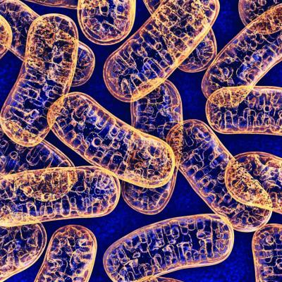 Mitochondrial DNA variant increases gallstone risk | GI and Hepatology News